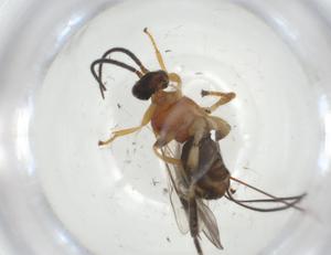  (Nealiolus Malaise1917 - CBG-A36215-B08)  @11 [ ] CreativeCommons - Attribution Share - Alike (2024) Centre for Biodiversity Genomics Centre for Biodiversity Genomics