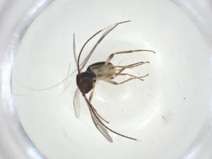  ( - CBG-A36230-B07)  @11 [ ] CreativeCommons - Attribution Share - Alike (2024) Centre for Biodiversity Genomics Centre for Biodiversity Genomics