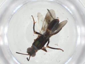  (chalMalaise01 Malaise8538 - CBG-A36233-B09)  @11 [ ] CreativeCommons - Attribution Share - Alike (2024) Centre for Biodiversity Genomics Centre for Biodiversity Genomics