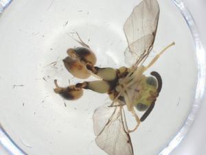  (chalMalaise01 Malaise5772 - CBG-A36252-G07)  @11 [ ] CreativeCommons - Attribution Share - Alike (2024) Centre for Biodiversity Genomics Centre for Biodiversity Genomics