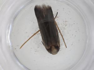  ( - CBG-A36263-A02)  @11 [ ] CreativeCommons - Attribution Share - Alike (2024) Centre for Biodiversity Genomics Centre for Biodiversity Genomics