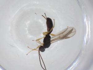  (Heterospilus malaise4523 - CBG-A36263-D11)  @11 [ ] CreativeCommons - Attribution Share - Alike (2024) Centre for Biodiversity Genomics Centre for Biodiversity Genomics