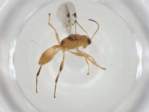  (Leiophron Malaise5988 - CBG-A36461-B10)  @11 [ ] CreativeCommons - Attribution Share - Alike (2024) Centre for Biodiversity Genomics Centre for Biodiversity Genomics