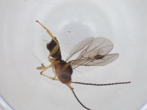  ( - CBG-A36466-B07)  @11 [ ] CreativeCommons - Attribution Share - Alike (2024) Centre for Biodiversity Genomics Centre for Biodiversity Genomics