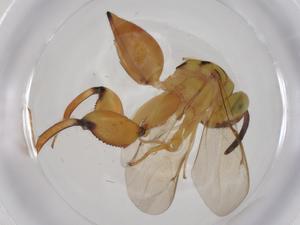  (chalMalaise01 Malaise5843 - CBG-A36468-C06)  @11 [ ] CreativeCommons - Attribution Share - Alike (2024) Centre for Biodiversity Genomics Centre for Biodiversity Genomics