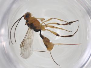  ( - CBG-A36468-H03)  @11 [ ] CreativeCommons - Attribution Share - Alike (2024) Centre for Biodiversity Genomics Centre for Biodiversity Genomics