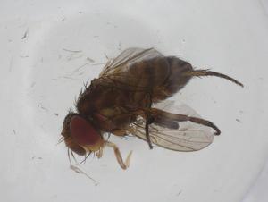  ( - CBG-A36474-B10)  @11 [ ] CreativeCommons - Attribution Share - Alike (2024) Centre for Biodiversity Genomics Centre for Biodiversity Genomics