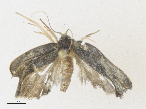  (Antaeotricha Janzen0064 - CBG-A36773-B10)  @11 [ ] CreativeCommons - Attribution Share - Alike (2024) CBG Photography Group Centre for Biodiversity Genomics