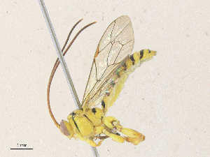 ( - CBG-A36774-B06)  @11 [ ] CreativeCommons - Attribution Share - Alike (2024) CBG Photography Group Centre for Biodiversity Genomics
