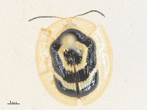  ( - CBG-A36775-E01)  @11 [ ] CreativeCommons - Attribution Share - Alike (2024) CBG Photography Group Centre for Biodiversity Genomics