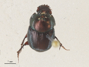  ( - CBG-A36775-E07)  @11 [ ] CreativeCommons - Attribution Share - Alike (2024) CBG Photography Group Centre for Biodiversity Genomics