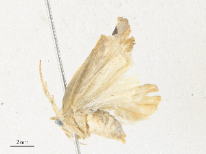  (Stenoma malaise3730 - CBG-A36820-C05)  @11 [ ] CreativeCommons - Attribution Share - Alike (2024) CBG Photography Group Centre for Biodiversity Genomics