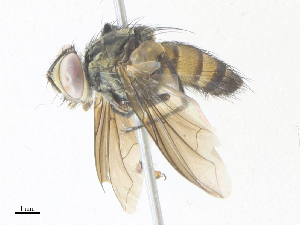  ( - CBG-A36820-C11)  @11 [ ] CreativeCommons - Attribution Share - Alike (2024) CBG Photography Group Centre for Biodiversity Genomics