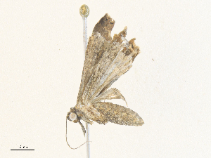  ( - CBG-A38409-D01)  @11 [ ] CreativeCommons - Attribution Share - Alike (2024) CBG Photography Group Centre for Biodiversity Genomics