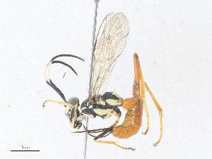  ( - CBG-A38410-F10)  @11 [ ] CreativeCommons - Attribution Share - Alike (2024) CBG Photography Group Centre for Biodiversity Genomics