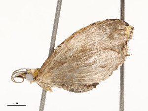  ( - CBG-A51909-B08)  @11 [ ] CreativeCommons - Attribution Share - Alike (2024) CBG Photography Group Centre for Biodiversity Genomics