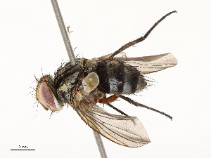  ( - CBG-A51909-D05)  @11 [ ] CreativeCommons - Attribution Share - Alike (2024) CBG Photography Group Centre for Biodiversity Genomics