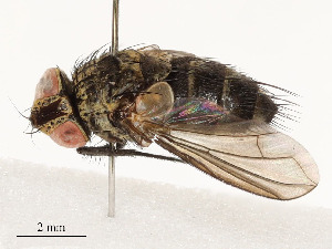  ( - CBG-A51909-D10)  @11 [ ] CreativeCommons - Attribution Share - Alike (2024) CBG Photography Group Centre for Biodiversity Genomics