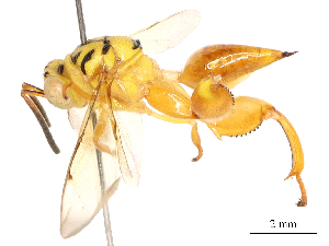  (chalJanzen01 Janzen7658 - CBG-A51912-H04)  @11 [ ] CreativeCommons - Attribution Share - Alike (2024) CBG Photography Group Centre for Biodiversity Genomics