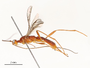  ( - CBG-A51912-H06)  @11 [ ] CreativeCommons - Attribution Share - Alike (2024) CBG Photography Group Centre for Biodiversity Genomics