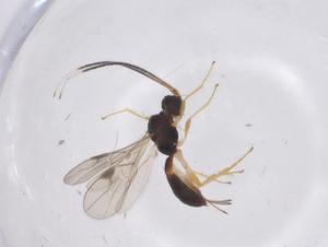  ( - CBG-A53518-D09)  @11 [ ] CreativeCommons - Attribution Share - Alike (2024) Centre for Biodiversity Genomics Centre for Biodiversity Genomics