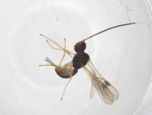  ( - CBG-A53523-A01)  @11 [ ] CreativeCommons - Attribution Share - Alike (2024) Centre for Biodiversity Genomics Centre for Biodiversity Genomics