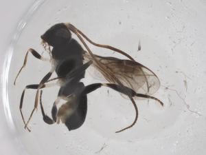  ( - CBG-A53536-C03)  @11 [ ] CreativeCommons - Attribution Share - Alike (2024) Centre for Biodiversity Genomics Centre for Biodiversity Genomics