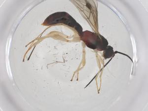  (Heterospilus Malaise3081 - CBG-A53539-E02)  @11 [ ] CreativeCommons - Attribution Share - Alike (2024) Centre for Biodiversity Genomics Centre for Biodiversity Genomics