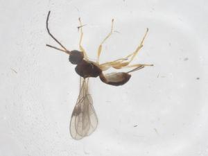  ( - CBG-A53542-G05)  @11 [ ] CreativeCommons - Attribution Share - Alike (2024) Centre for Biodiversity Genomics Centre for Biodiversity Genomics