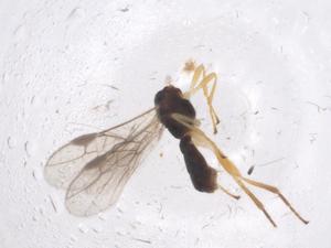  ( - CBG-A53544-G09)  @11 [ ] CreativeCommons - Attribution Share - Alike (2024) Centre for Biodiversity Genomics Centre for Biodiversity Genomics