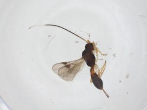  ( - CBG-A53548-A08)  @11 [ ] CreativeCommons - Attribution Share - Alike (2024) Centre for Biodiversity Genomics Centre for Biodiversity Genomics