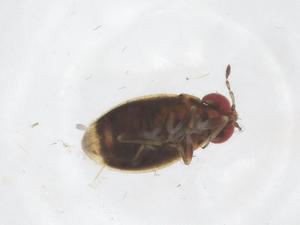  (Leptosaldinae - CBG-A53549-H10)  @11 [ ] CreativeCommons - Attribution Share - Alike (2024) Centre for Biodiversity Genomics Centre for Biodiversity Genomics