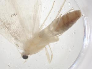  ( - CBG-A53570-C01)  @11 [ ] CreativeCommons - Attribution Share - Alike (2024) Centre for Biodiversity Genomics Centre for Biodiversity Genomics