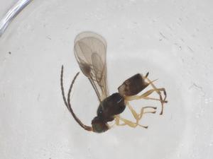  (Mirax Malaise8712 - CBG-A53570-E07)  @11 [ ] CreativeCommons - Attribution Share - Alike (2024) Centre for Biodiversity Genomics Centre for Biodiversity Genomics