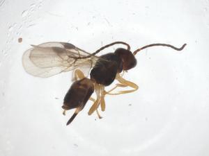  ( - CBG-A53571-D01)  @11 [ ] CreativeCommons - Attribution Share - Alike (2024) Centre for Biodiversity Genomics Centre for Biodiversity Genomics