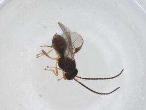  ( - CBG-A53571-F08)  @11 [ ] CreativeCommons - Attribution Share - Alike (2024) Centre for Biodiversity Genomics Centre for Biodiversity Genomics