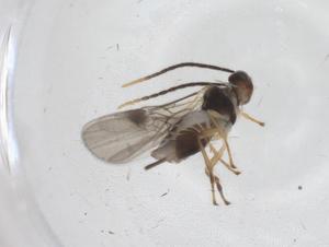  ( - CBG-A53571-F10)  @11 [ ] CreativeCommons - Attribution Share - Alike (2024) Centre for Biodiversity Genomics Centre for Biodiversity Genomics