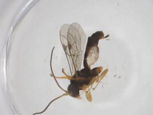  ( - CBG-A53573-D06)  @11 [ ] CreativeCommons - Attribution Share - Alike (2024) Centre for Biodiversity Genomics Centre for Biodiversity Genomics