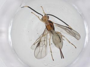  ( - CBG-A53574-D08)  @11 [ ] CreativeCommons - Attribution Share - Alike (2024) Centre for Biodiversity Genomics Centre for Biodiversity Genomics