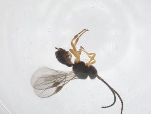  ( - CBG-A53576-C12)  @11 [ ] CreativeCommons - Attribution Share - Alike (2024) Centre for Biodiversity Genomics Centre for Biodiversity Genomics