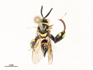  (chalJanzen01 Janzen9198 - CBG-A53598-D12)  @11 [ ] CreativeCommons - Attribution Share - Alike (2024) CBG Photography Group Centre for Biodiversity Genomics