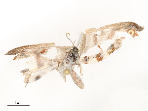  ( - CBG-A53599-B05)  @11 [ ] CreativeCommons - Attribution Share - Alike (2024) CBG Photography Group Centre for Biodiversity Genomics