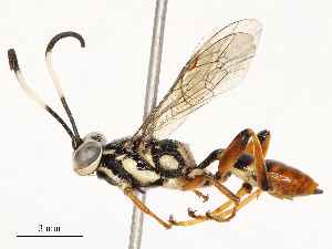  ( - CBG-A53599-D12)  @11 [ ] CreativeCommons - Attribution Share - Alike (2024) CBG Photography Group Centre for Biodiversity Genomics