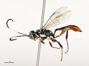  ( - CBG-A53600-A08)  @11 [ ] CreativeCommons - Attribution Share - Alike (2024) CBG Photography Group Centre for Biodiversity Genomics