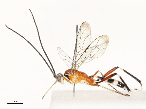  ( - CBG-A53600-C05)  @11 [ ] CreativeCommons - Attribution Share - Alike (2024) CBG Photography Group Centre for Biodiversity Genomics