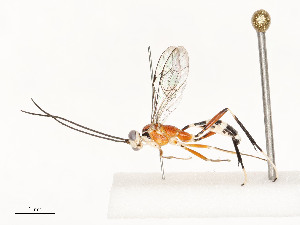  ( - CBG-A53600-C07)  @11 [ ] CreativeCommons - Attribution Share - Alike (2024) CBG Photography Group Centre for Biodiversity Genomics