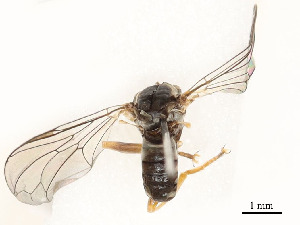  ( - CBG-A53600-D06)  @11 [ ] CreativeCommons - Attribution Share - Alike (2024) CBG Photography Group Centre for Biodiversity Genomics