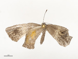  ( - CBG-A53601-A12)  @11 [ ] CreativeCommons - Attribution Share - Alike (2024) CBG Photography Group Centre for Biodiversity Genomics