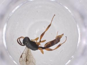  ( - CBG-A54291-F05)  @11 [ ] CreativeCommons - Attribution Share - Alike (2024) Centre for Biodiversity Genomics Centre for Biodiversity Genomics