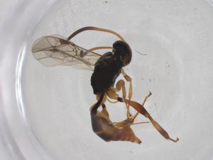  ( - CBG-A54292-D05)  @11 [ ] CreativeCommons - Attribution Share - Alike (2024) Centre for Biodiversity Genomics Centre for Biodiversity Genomics